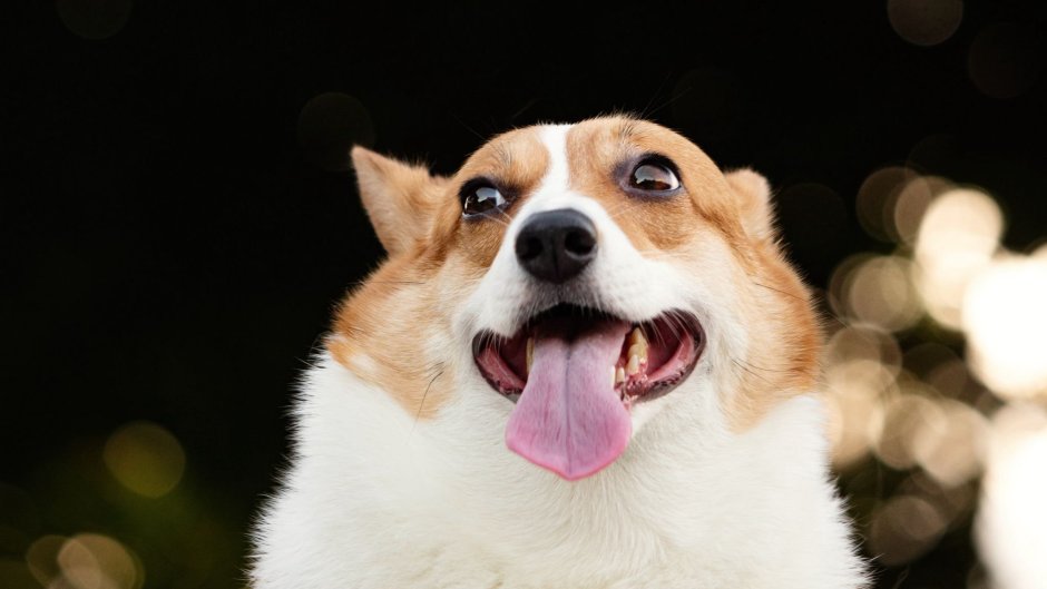 Корги на рабочий стол