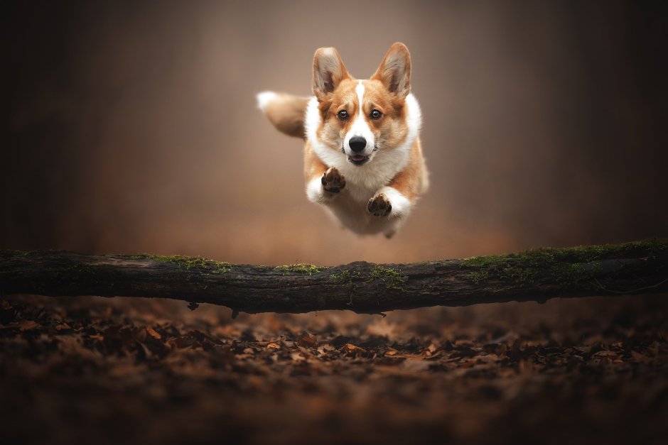 Щенок корги