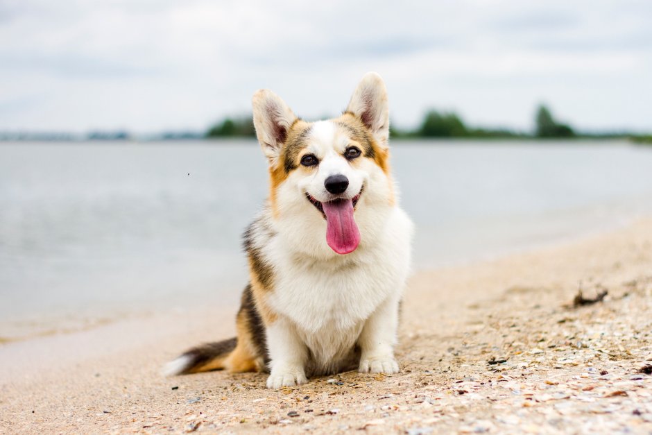 Корги на фоне Питера