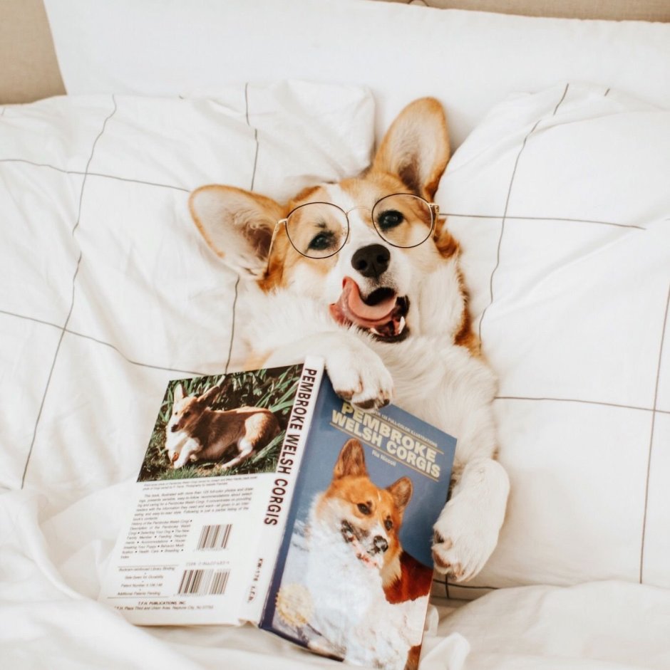 Вельш корги пемброк
