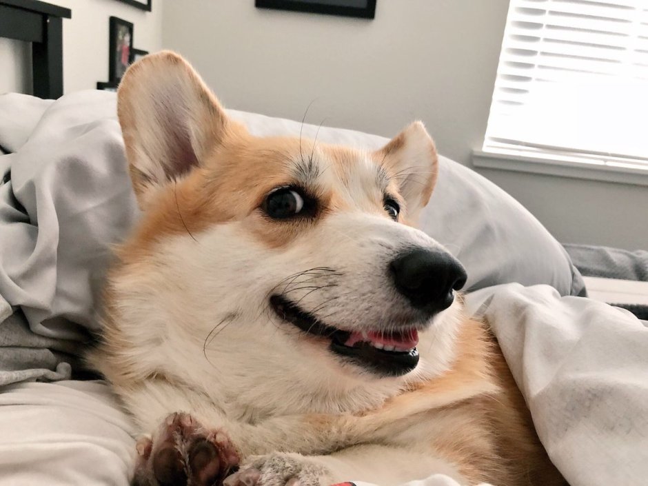 Домашняя собака