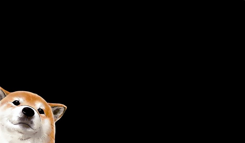 Корги на черном фоне