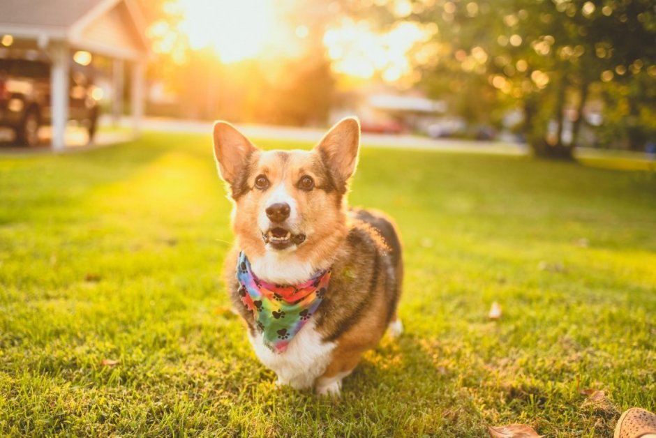 Вельш корги пемброк улыбается