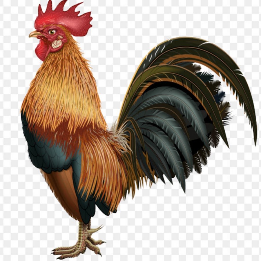 Петух настоящий на прозрачном фоне
