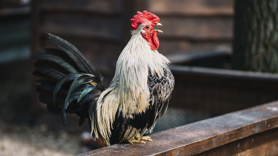 Петух Морис