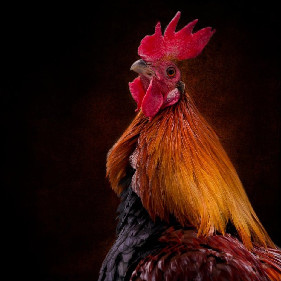 Кукарекай петух