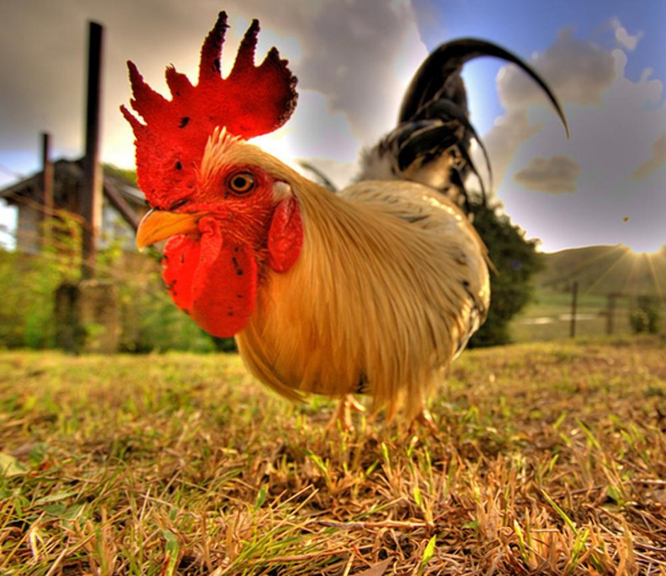Петух ржачный