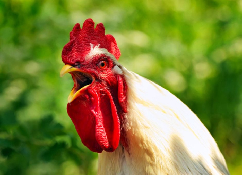 Петух кричащий