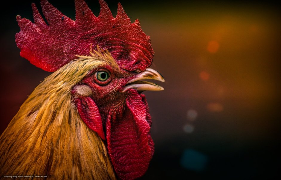 "Петушиный гребень" обызвестлен