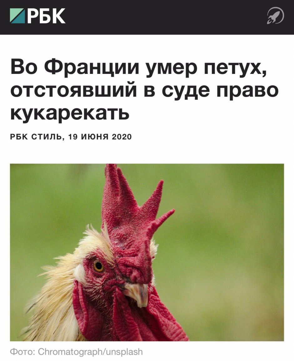 Петух кукарекает