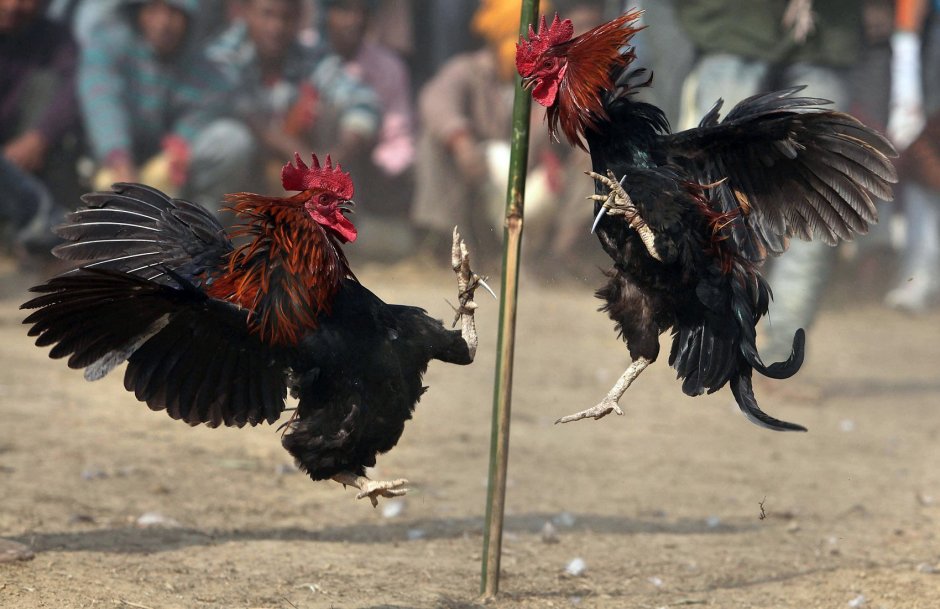 Петухи дерутся