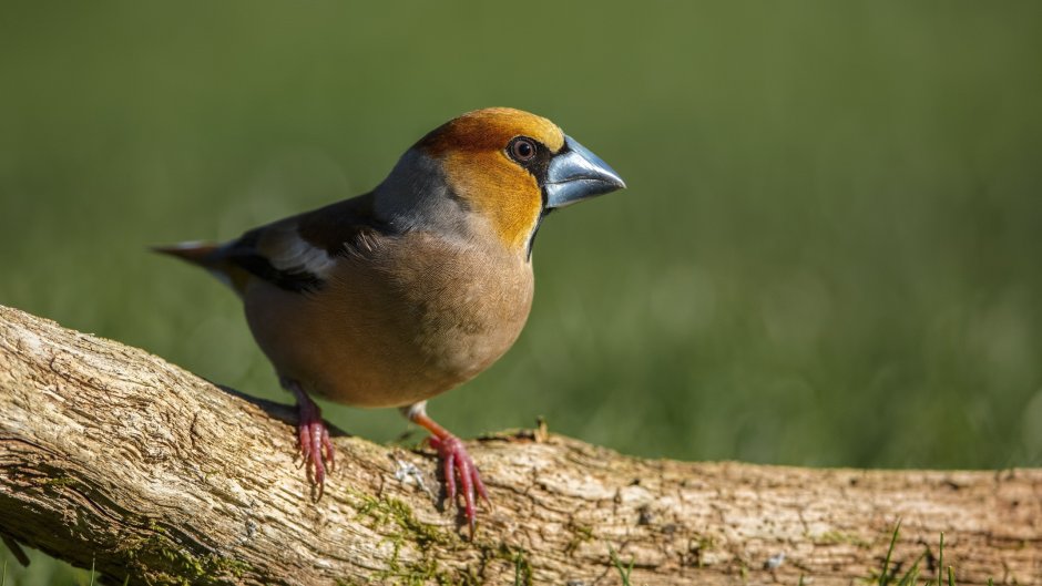 Дубонос обыкновенный (coccothraustes coccothraustes)