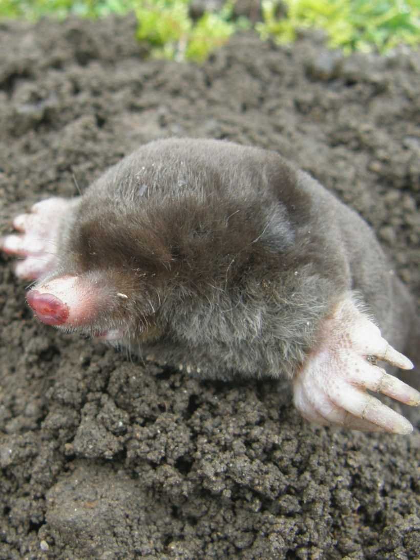 Чернохвостая Луговая собачка