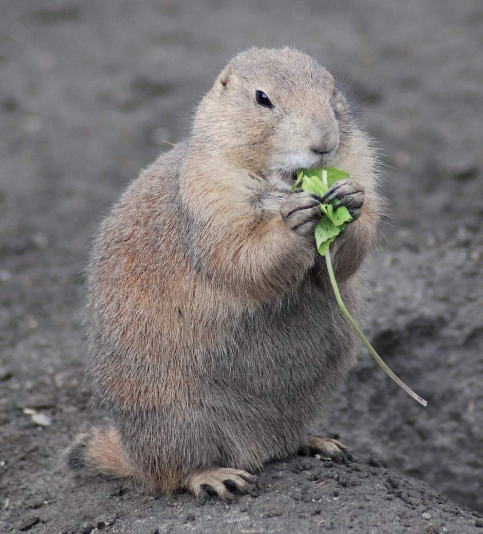 Cynomys ludovicianus