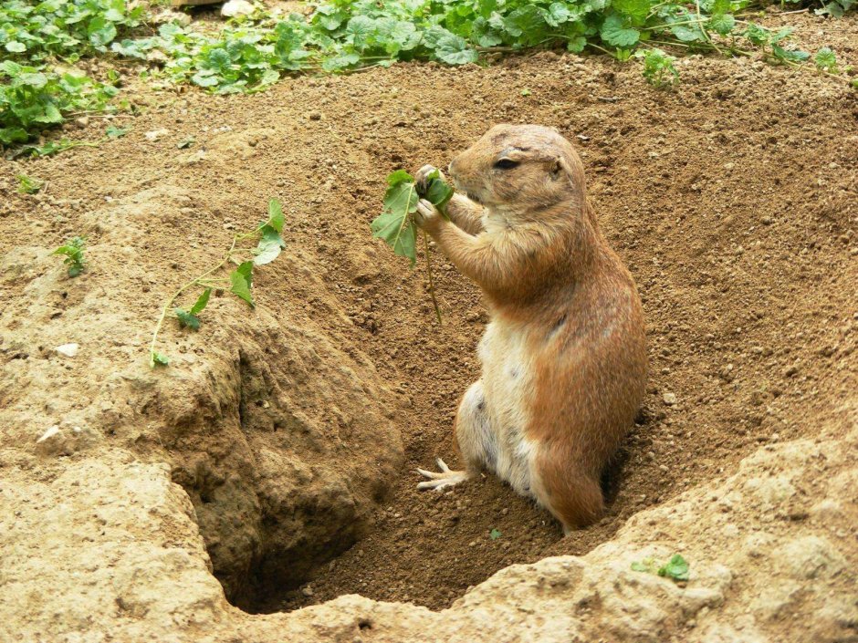 Земляная собачка Карелия