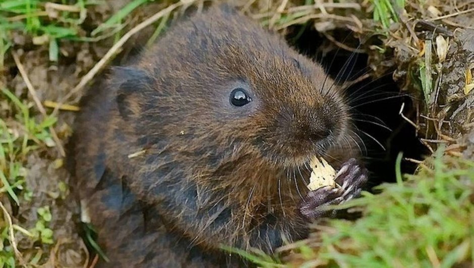 Китайская собачка грызун