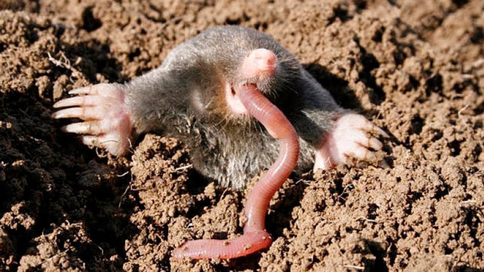 Земляная собачка в огороде