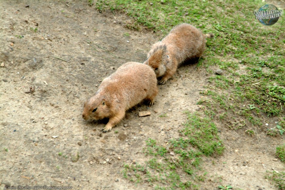Слепушонка обыкновенная Ellobius talpinus