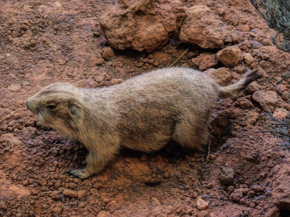 Земляная собачка