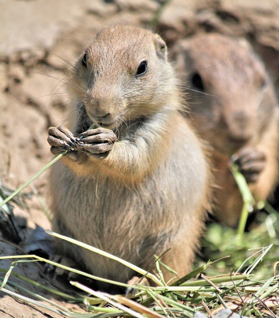Чернохвостая Луговая собачка