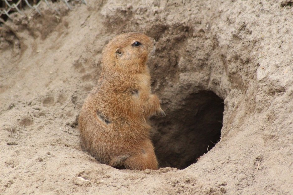 Землеройка и карбыш