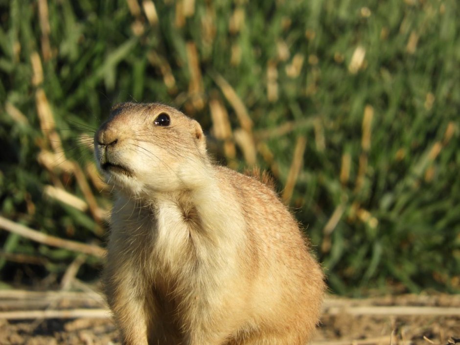Луговая собачка Гуннисона