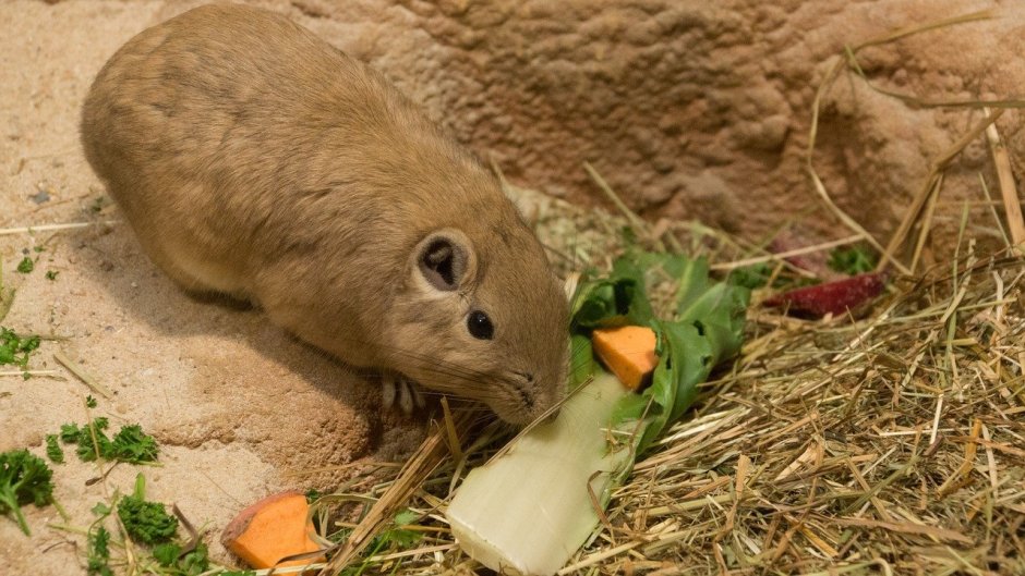 Белозубый слепыш