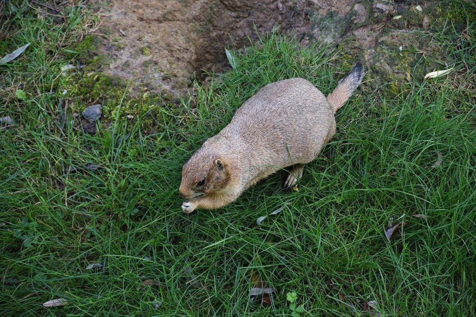 Турецкая собачка грызун