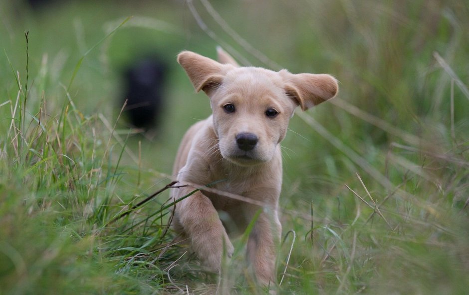Земляная собачка фото