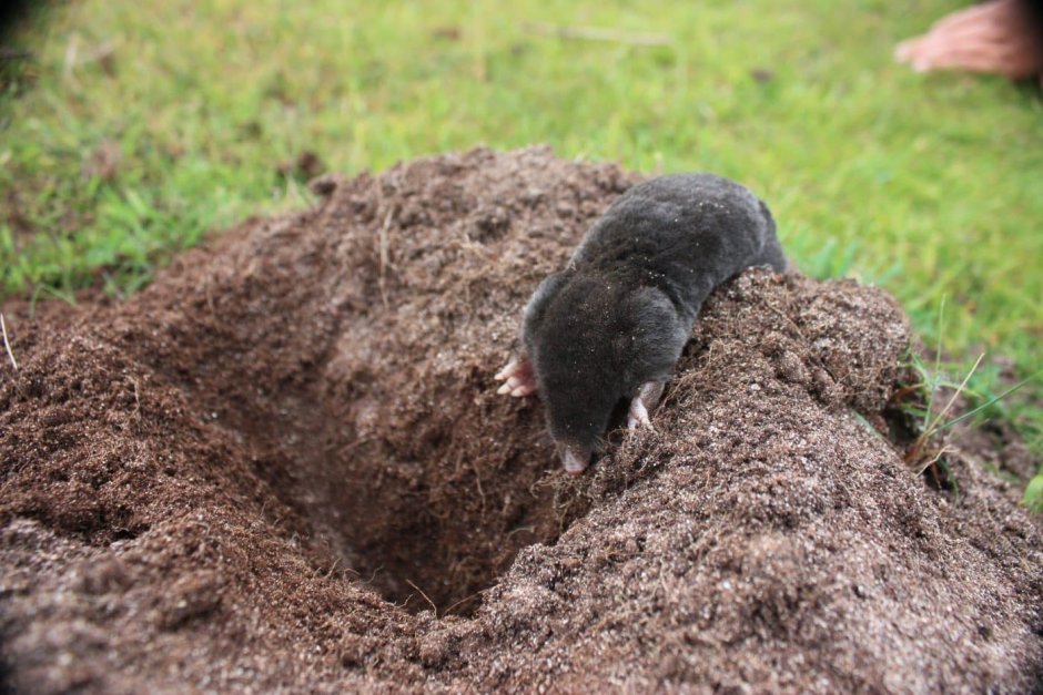 Луговые собачки Cynomys