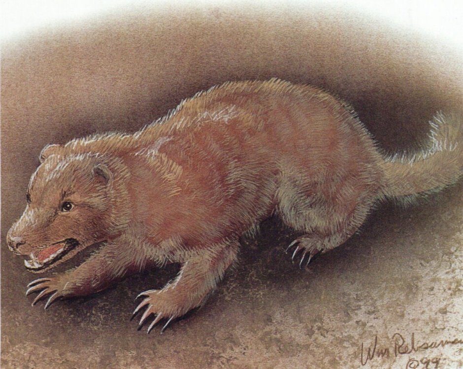 Китайская Земляная собачка