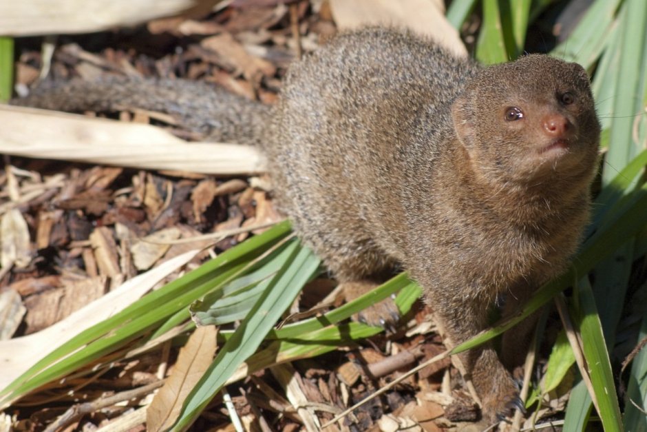Землеройка и карбыш