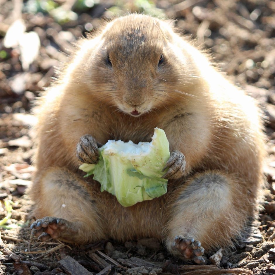 Лесная собачка грызун