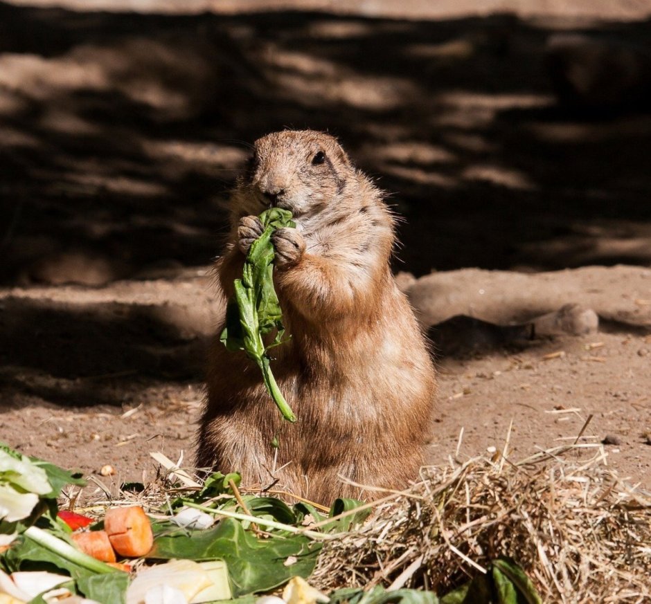 Турецкая Земляная собачка