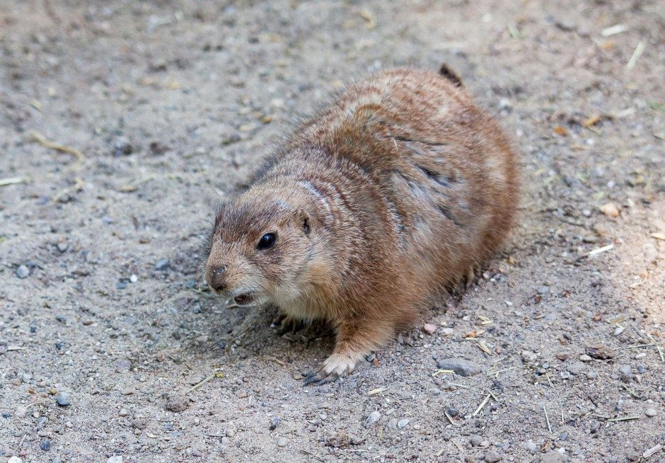 Турецкая Земляная собачка
