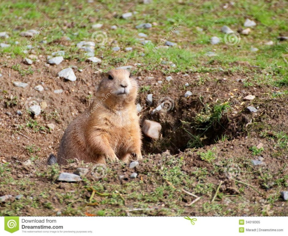 Земляная собачка в Башкирии