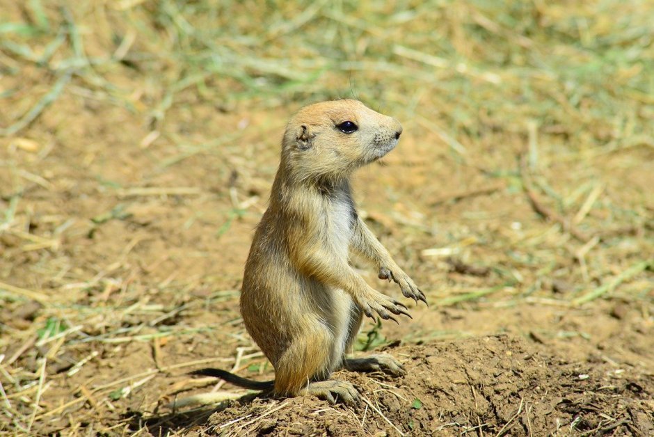 Dwarf Mongoose
