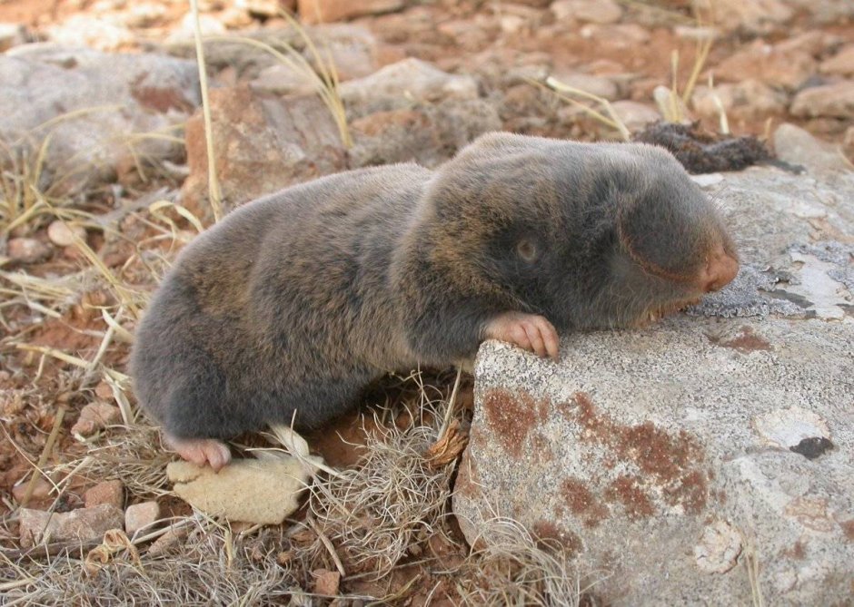 Земляная крыса слепыш