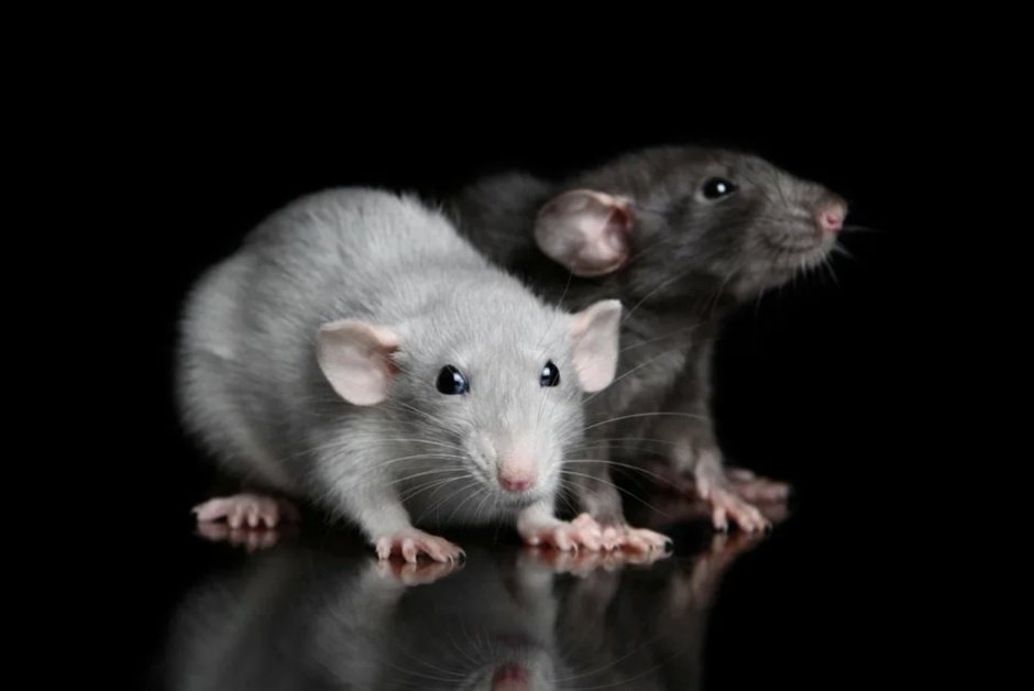 Черная крыса Rattus Rattus Linnaeus