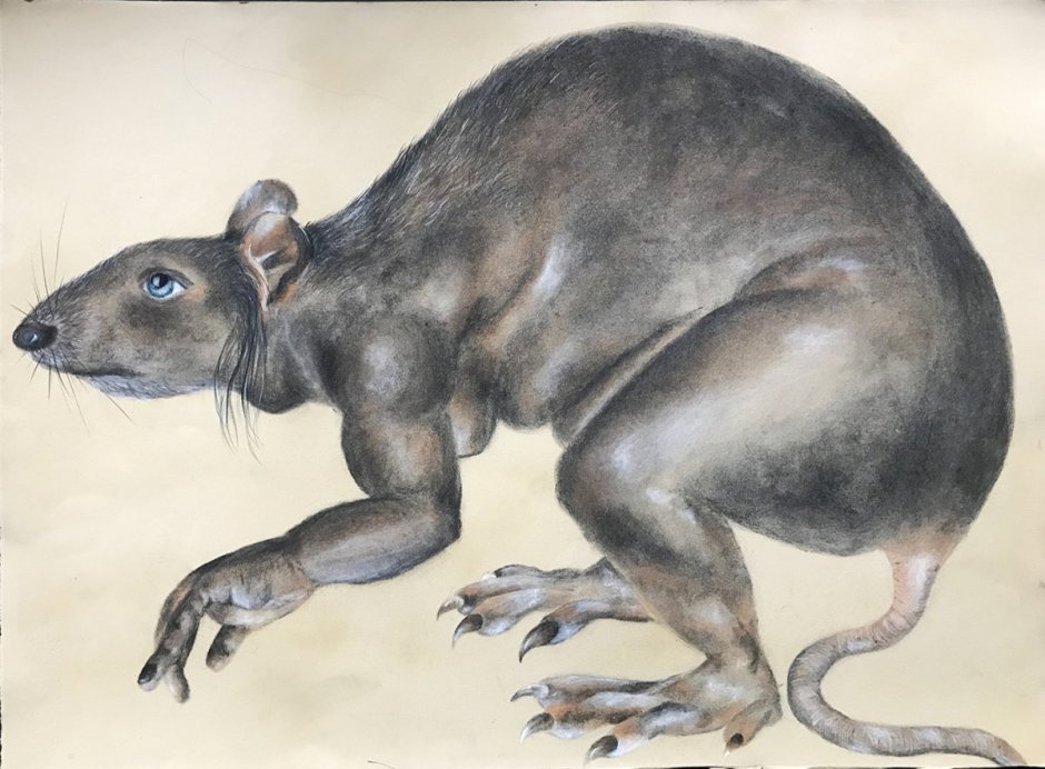 Rattus Rattus чёрная крыса