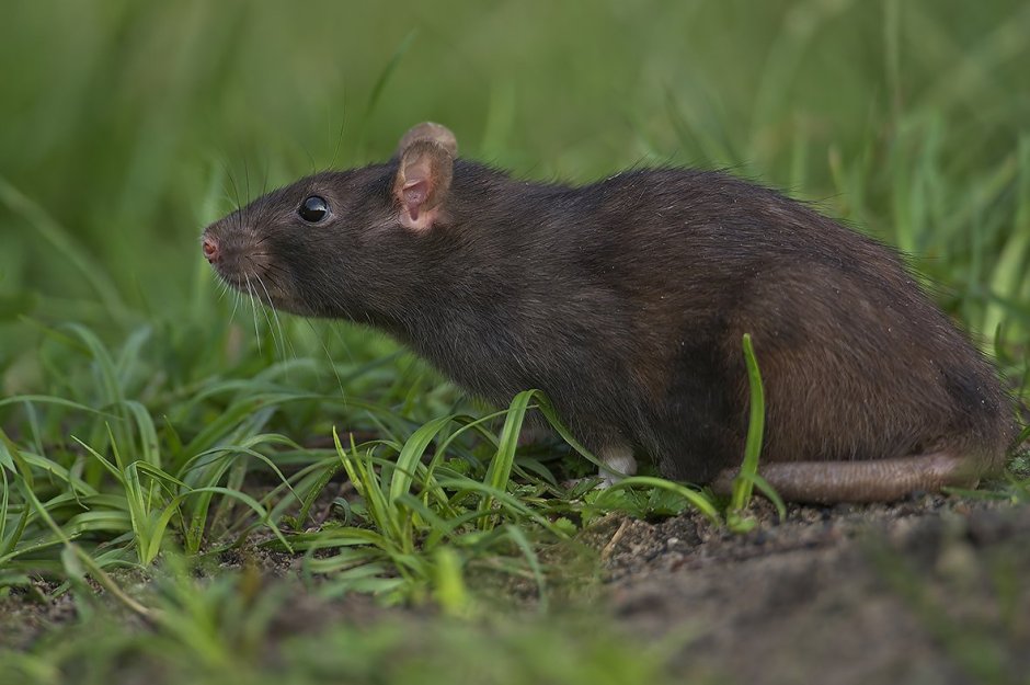 Rattus Rattus чёрная крыса