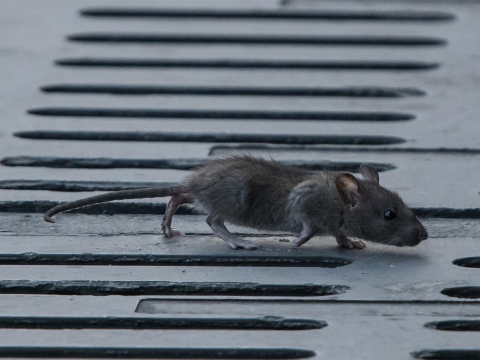 Серая крыса (Пасюк) - Rattus norvegicus.