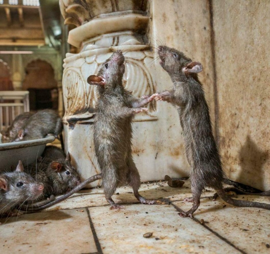 Rats are everywhere