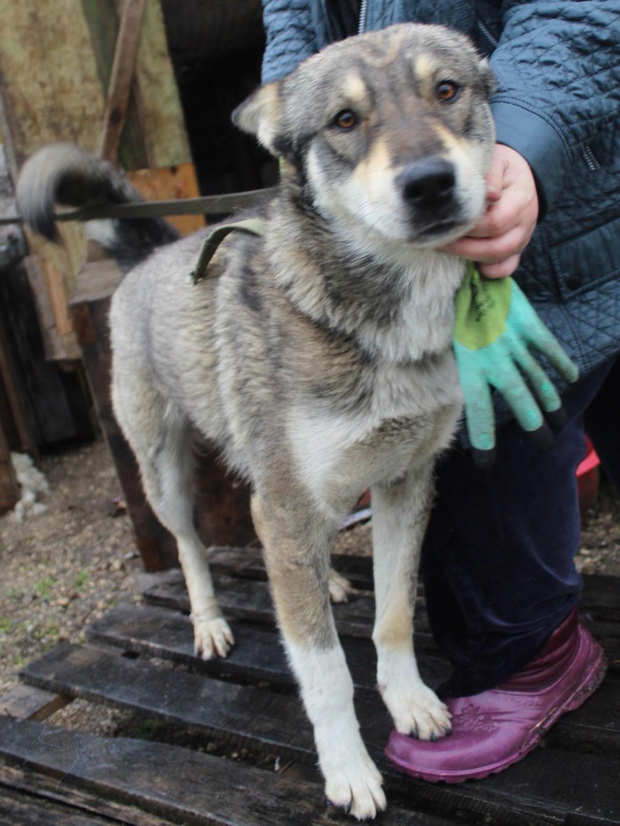 Метис хаски и дворняги