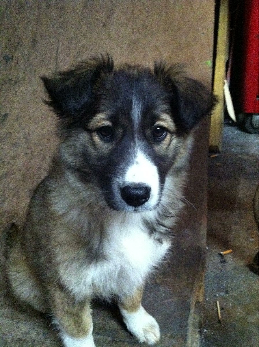 Метис хаски и дворняги