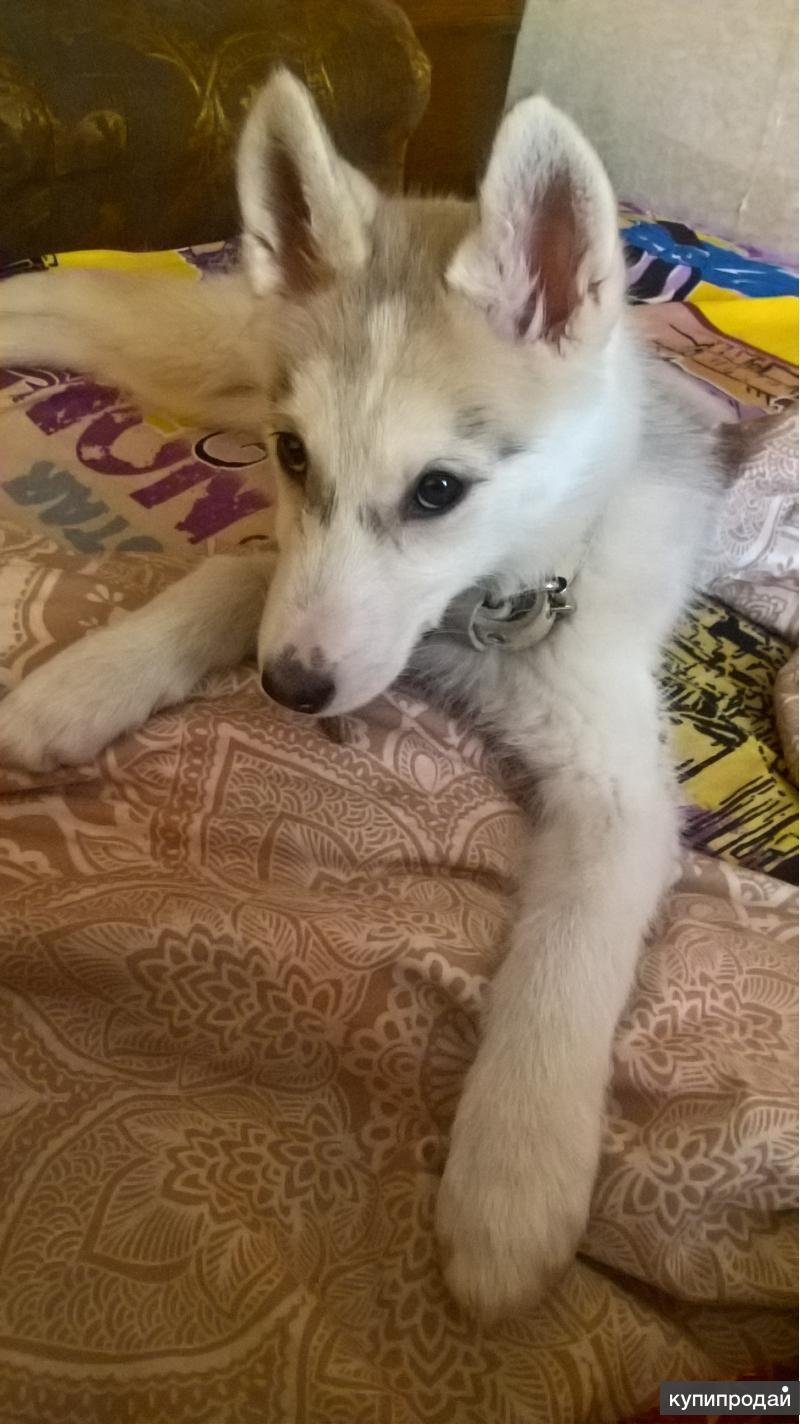 Хаски дворняжка