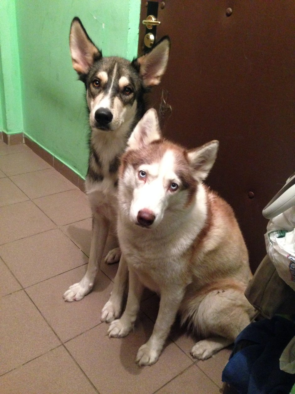 Метис хаски и дворняги