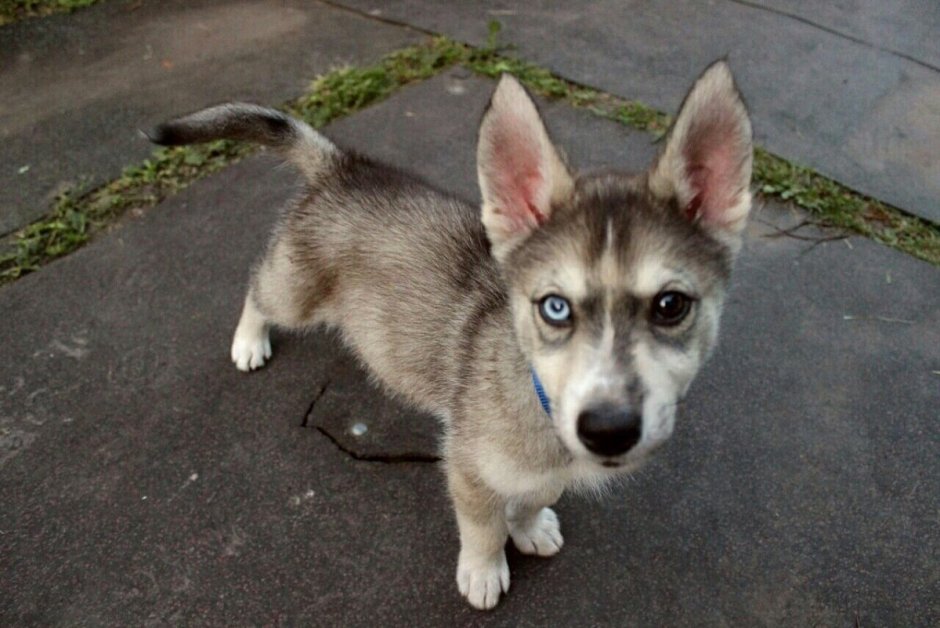 Смесь хаски и дворняжки