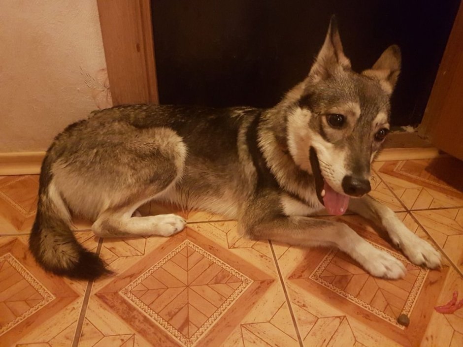 Метис лайки и дворняги