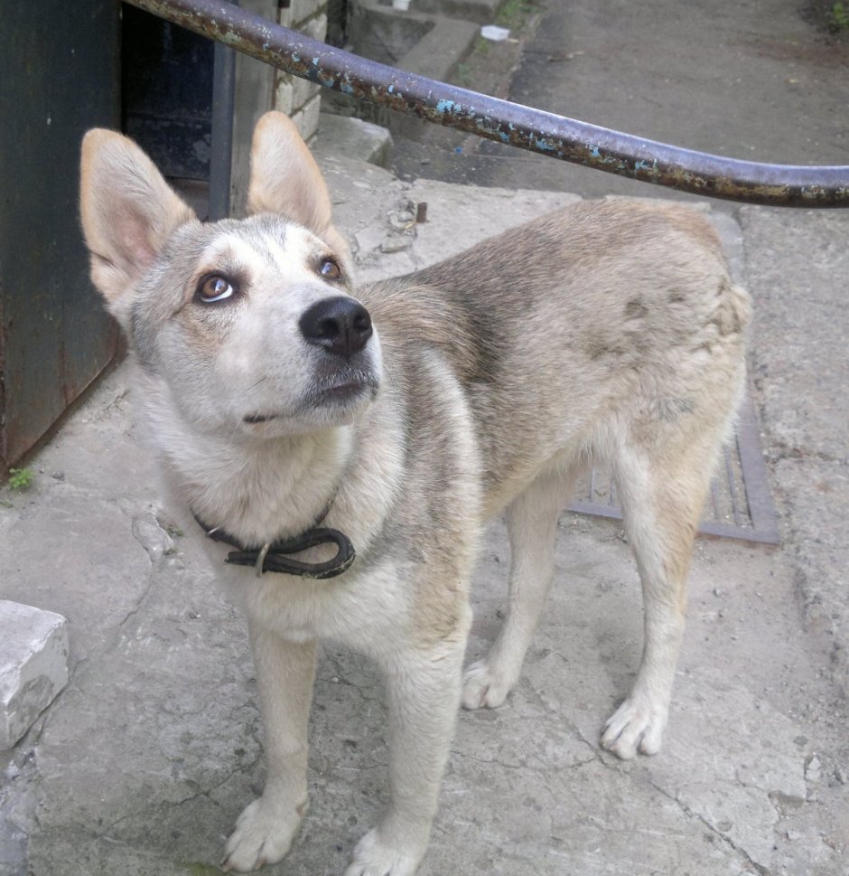 Смесь хаски и дворняжки